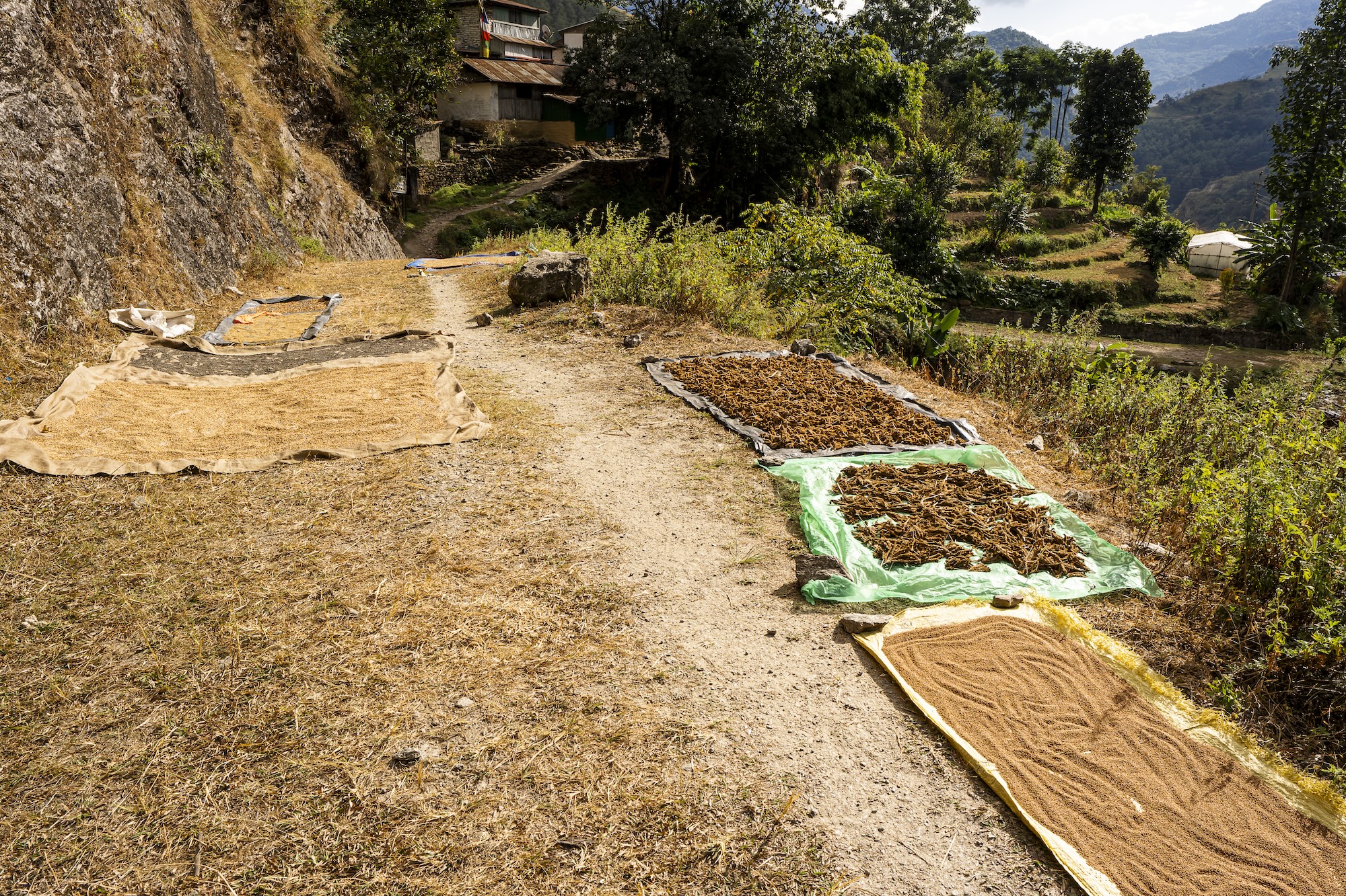 Villagers drying rice and grains in the sun